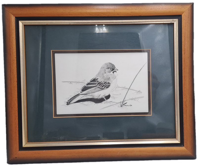 Drawing of a Scalyfeatherd Finch by Artist Catherine- Framed 38cm x 31,5cm x 2cm