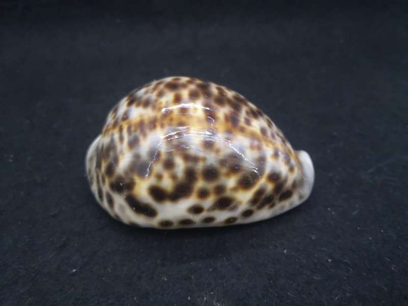 Cowrie shell