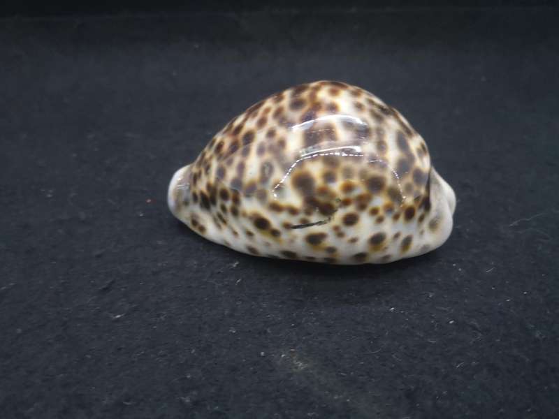 Cowrie shell