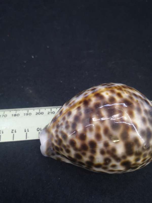 Cowrie shell