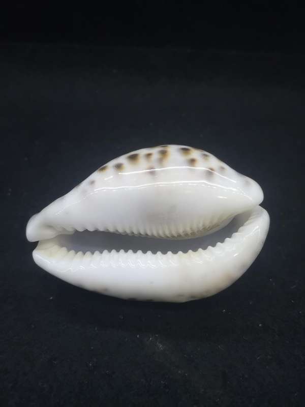 Cowrie shell