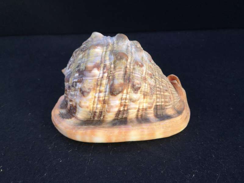 Bullmouth Helmet snail shell- Cypraecassis rufa