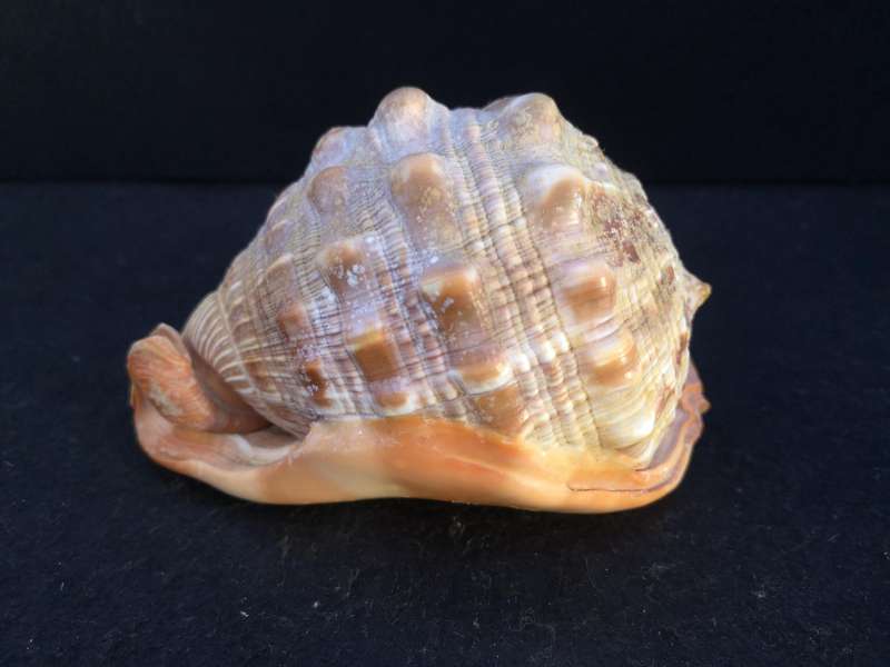Bullmouth Helmet snail shell- Cypraecassis rufa