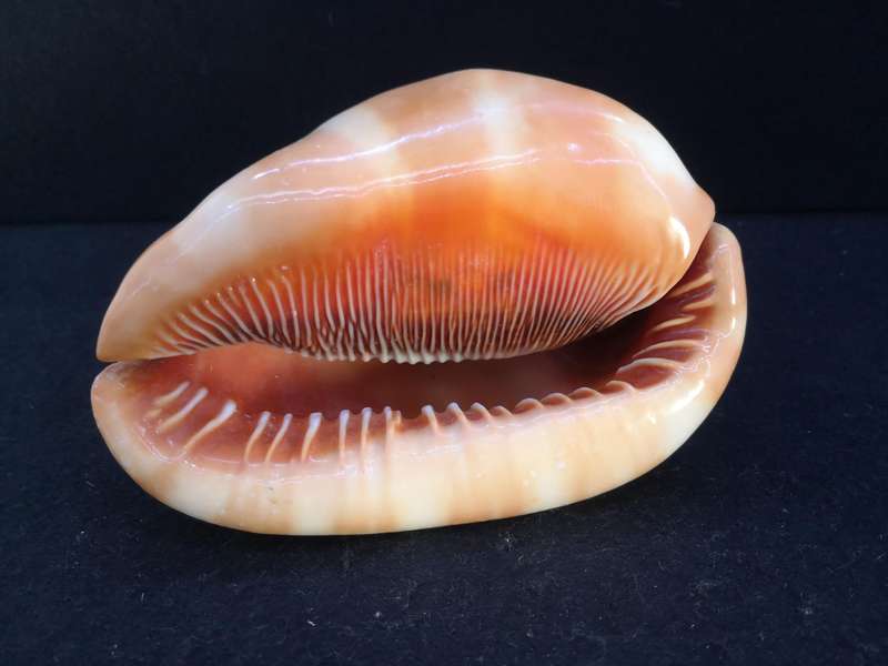 Bullmouth Helmet snail shell- Cypraecassis rufa