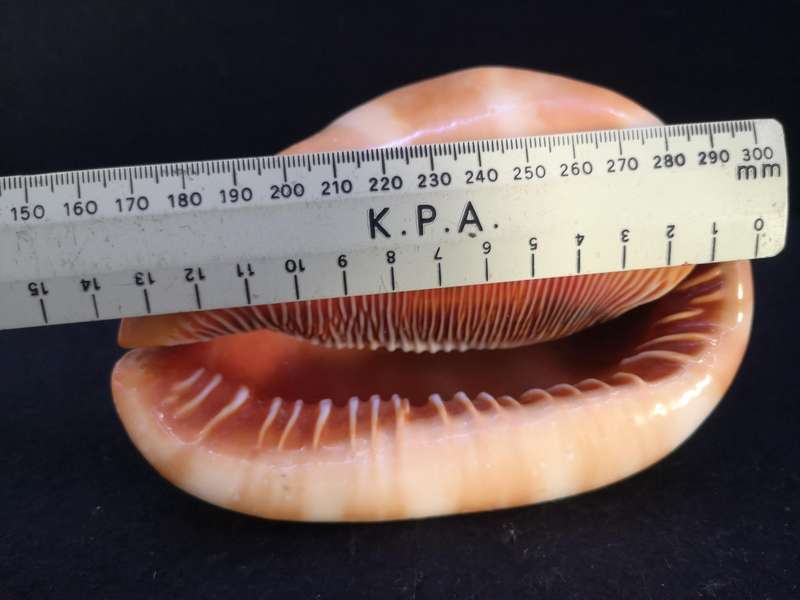 Bullmouth Helmet snail shell- Cypraecassis rufa