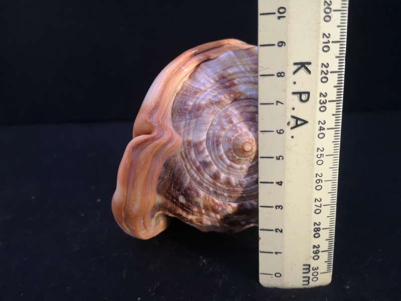 Bullmouth Helmet snail shell- Cypraecassis rufa