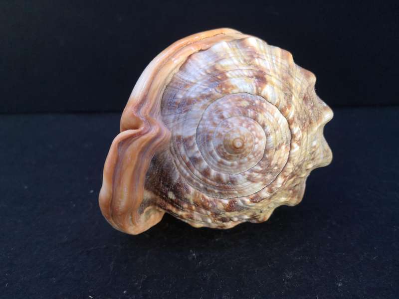 Bullmouth Helmet snail shell- Cypraecassis rufa