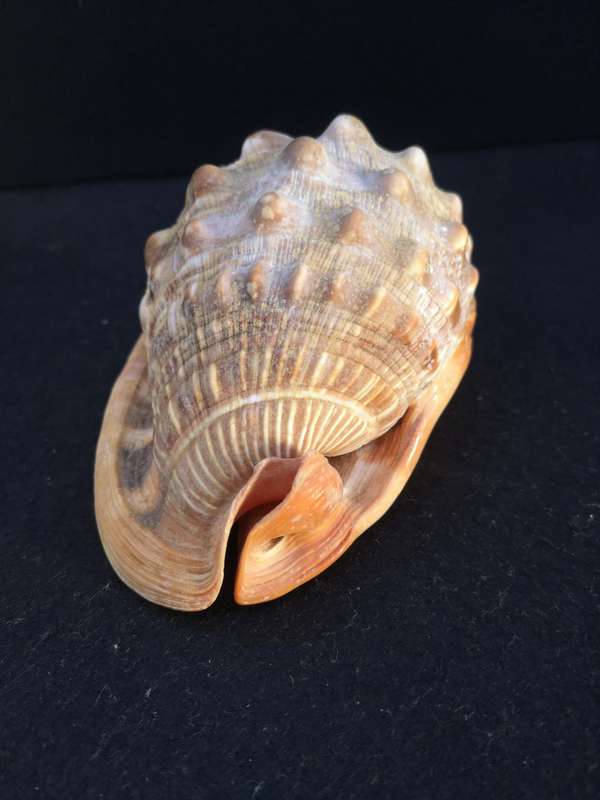 Bullmouth Helmet snail shell- Cypraecassis rufa