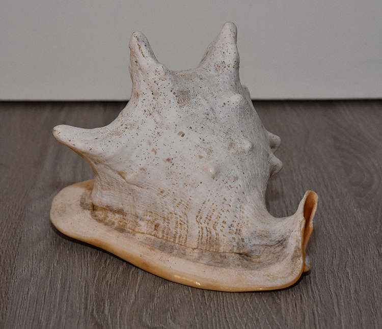 Casis Cornuta Shell - 22.5cm wide x 16cm long x 15cm high *Beautiful!*