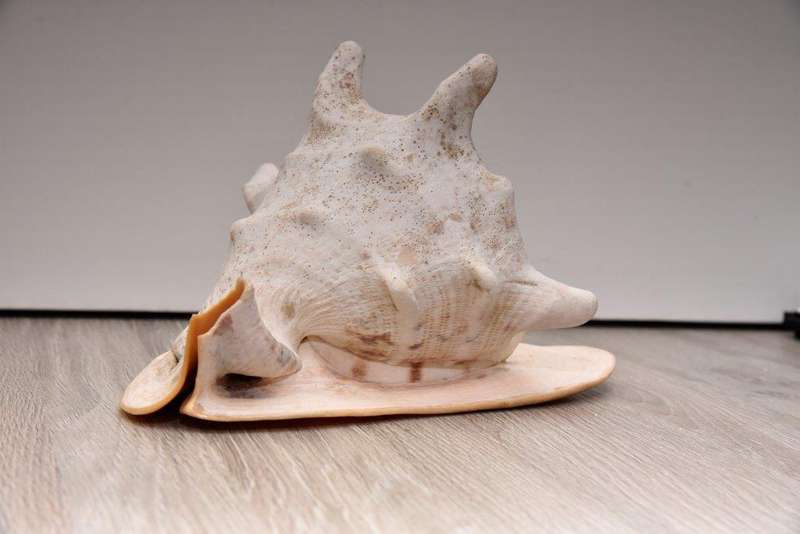 Casis Cornuta Shell - 22.5cm wide x 16cm long x 15cm high *Beautiful!*