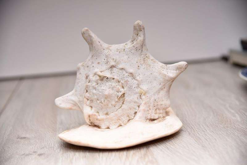 Casis Cornuta Shell - 22.5cm wide x 16cm long x 15cm high *Beautiful!*