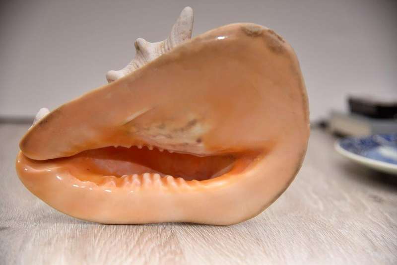 Casis Cornuta Shell - 22.5cm wide x 16cm long x 15cm high *Beautiful!*