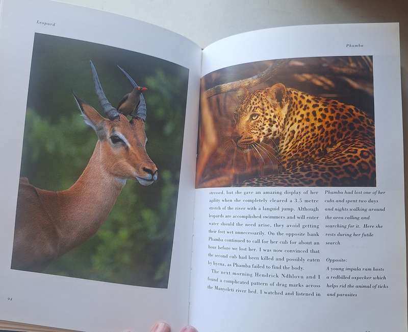 Leopard By Gerald Hinde