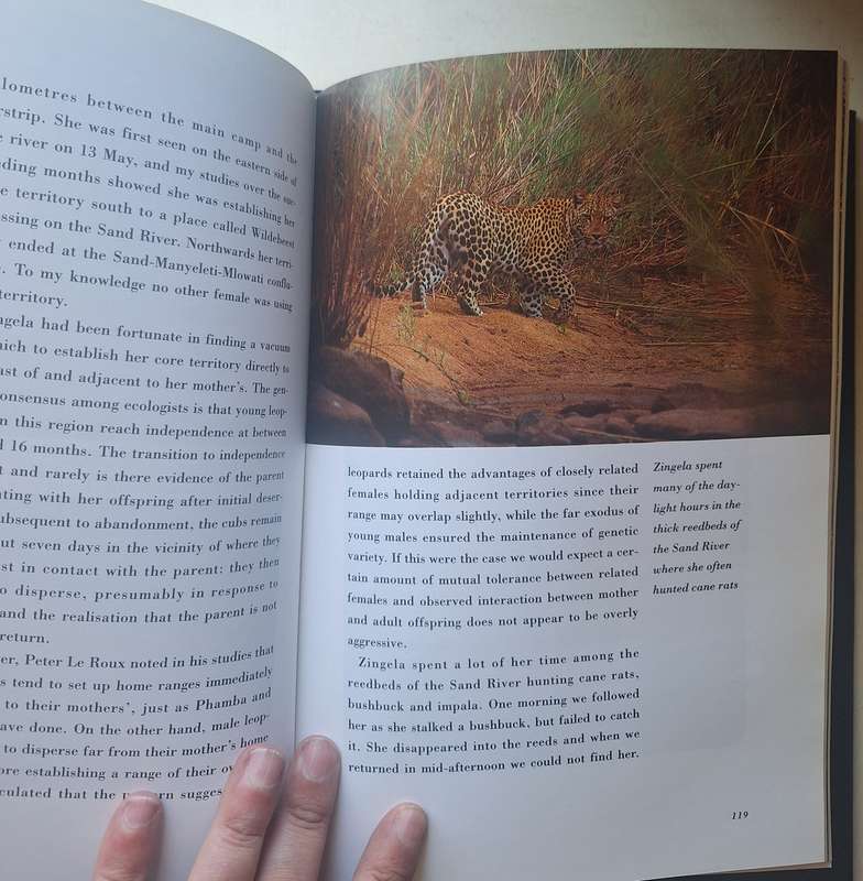 Leopard By Gerald Hinde