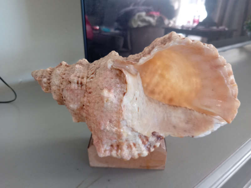 Conch are marine mollusk