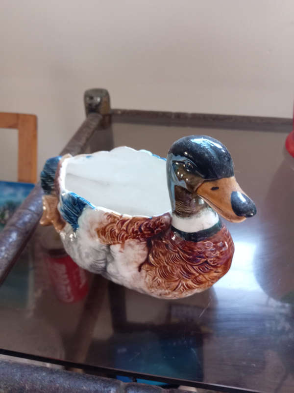 Japanese Millard Duck
