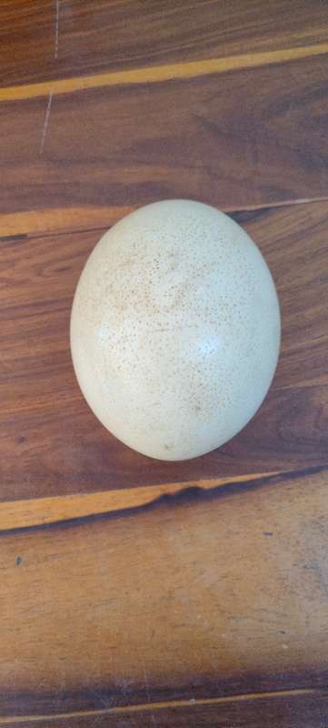 Unpainted ostrich egg