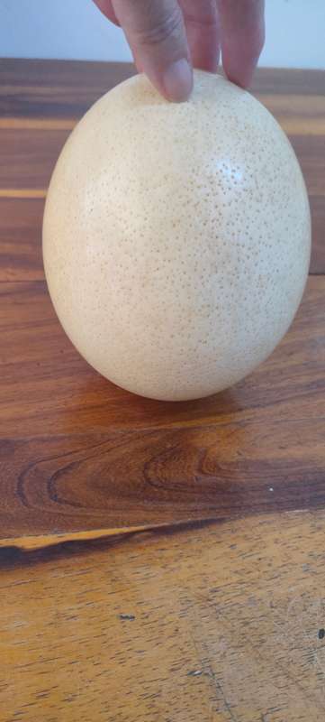 Unpainted ostrich egg
