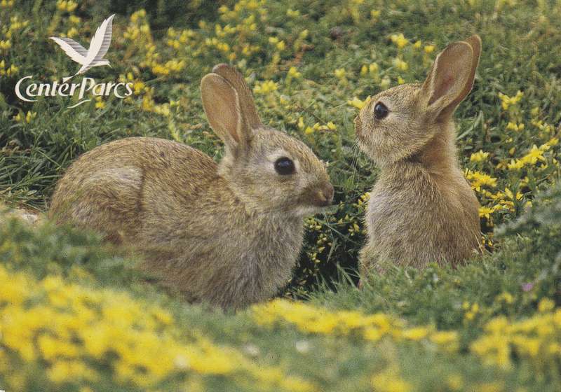 Great Britain 2004 Nottingham Machins Rabbits Bunnies Postcard