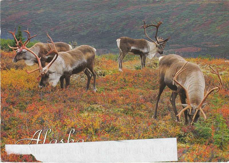 United States Alaska 2004 Caribou Deer Antlers Postcard