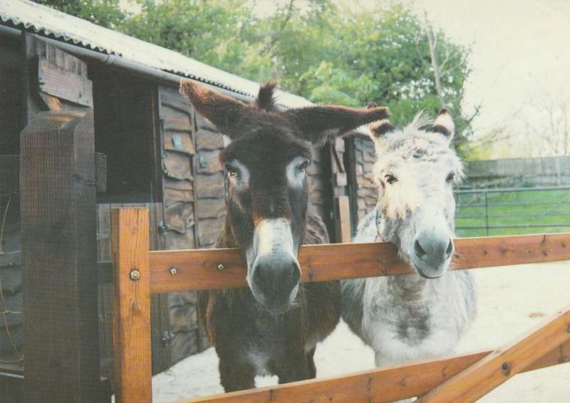 Great Britain Exeter Machins Donkeys Donkey Blackie and Lola Postcard