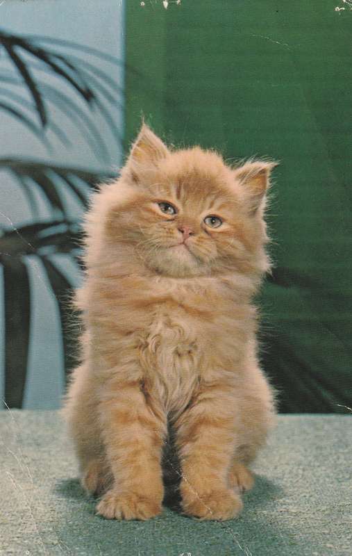 Postcard Ireland Cats Kitten Amber