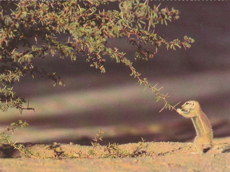 Postcard South Africa AGFA Johannesburg Young Squirrel at Thornbush