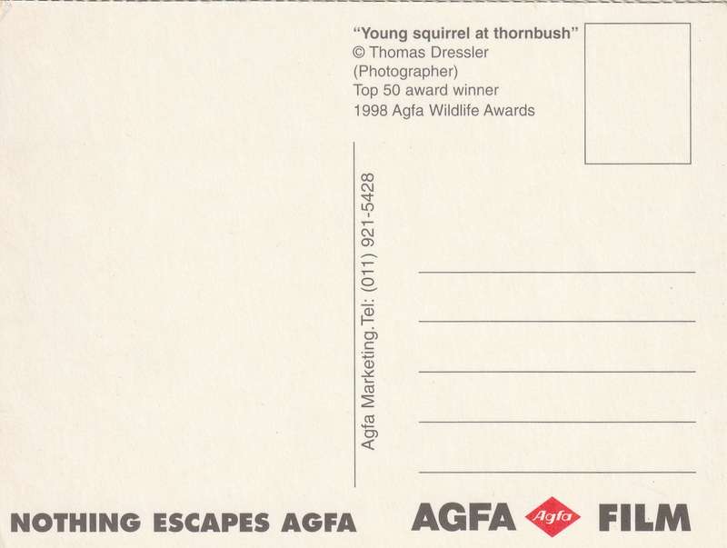 Postcard South Africa AGFA Johannesburg Young Squirrel at Thornbush