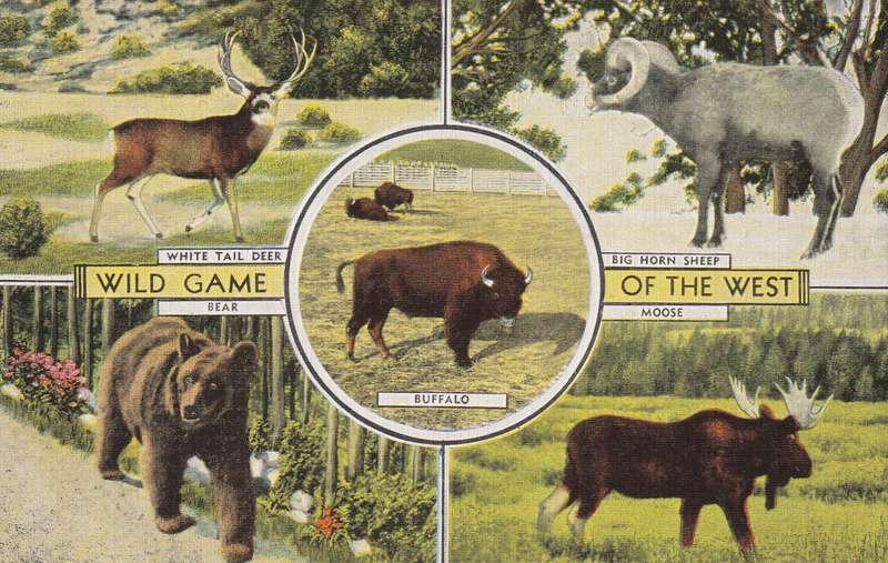 United States USA Wild Game of the West Deer Sheep Moose Buffalo Bear Natural Color Kropp Co