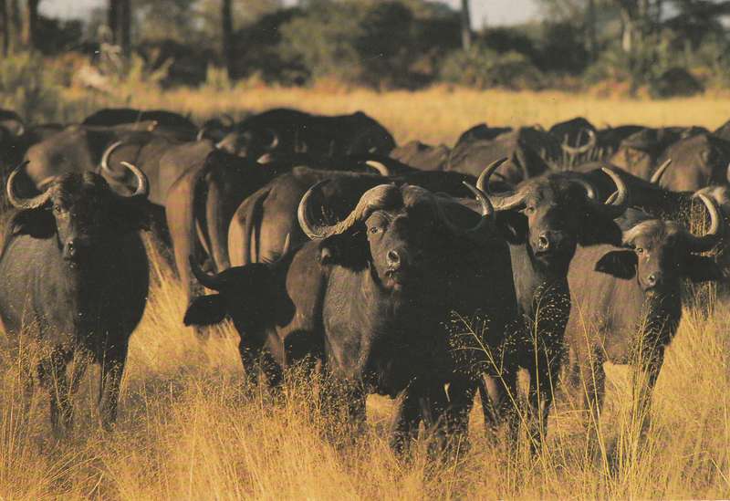South Africa African Buffalo Large Post Card