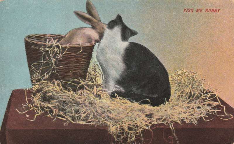 Post Card Cats and Bunnies Kiss me Bunny