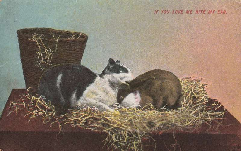 Post Card Cats and Bunnies If you love me bite my ear