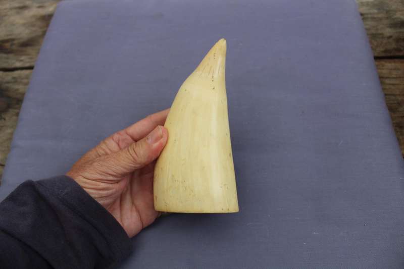 Tooth (spermwhale?)