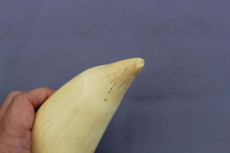 Tooth (spermwhale?)