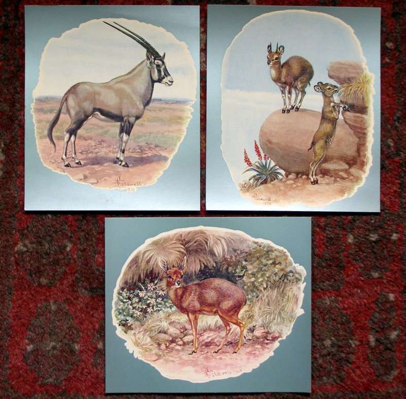 Three Large Art POSTCARDS - Oryx, Klipspringer and Grysbok