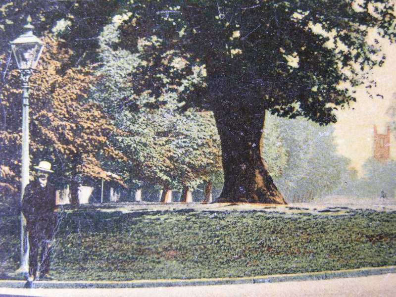 Chaucer POSTCARD - Old Oak, Lawrie Park Avenue, Sydenham 1916