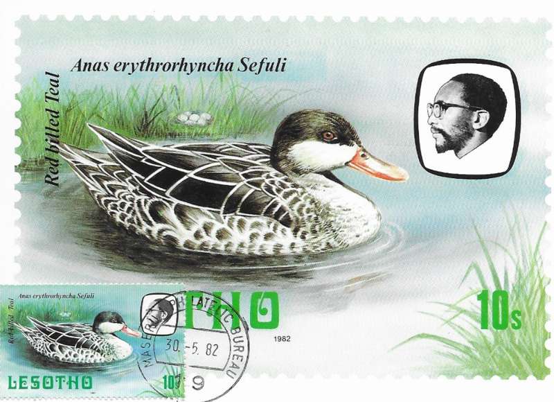 Lesotho - Birds - Maxi Card