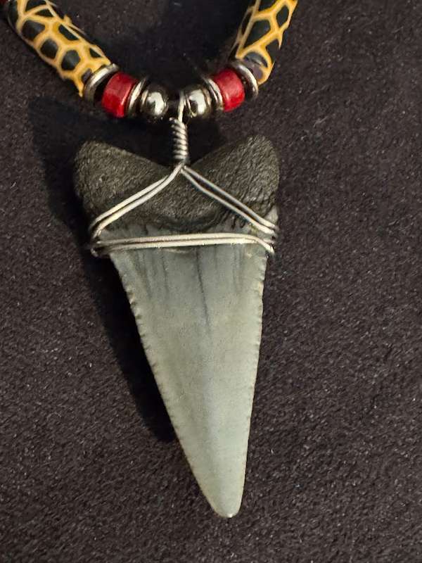 Great White FOSSIL SHARK TOOTH PENDANT NECKLACE 52 mm large size