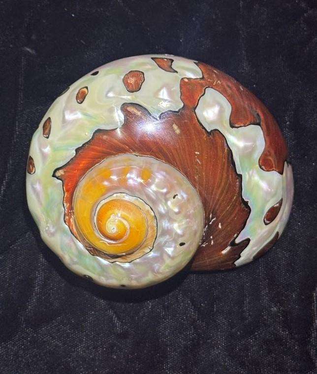 SEA SHELL TURBO SARMATICUS