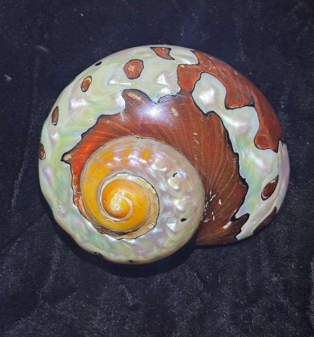 SEA SHELL TURBO SARMATICUS