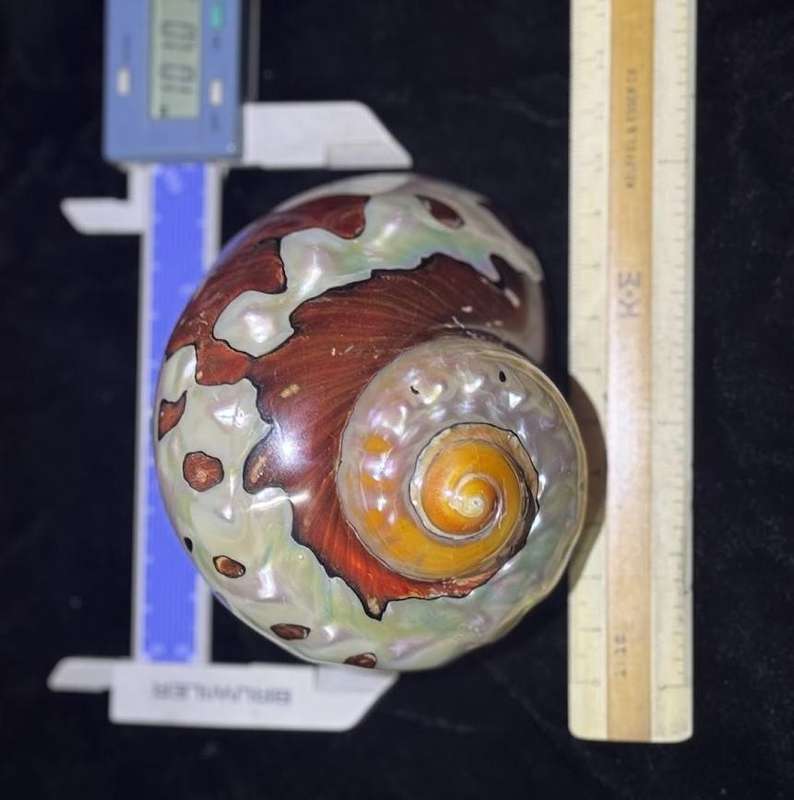 SEA SHELL TURBO SARMATICUS