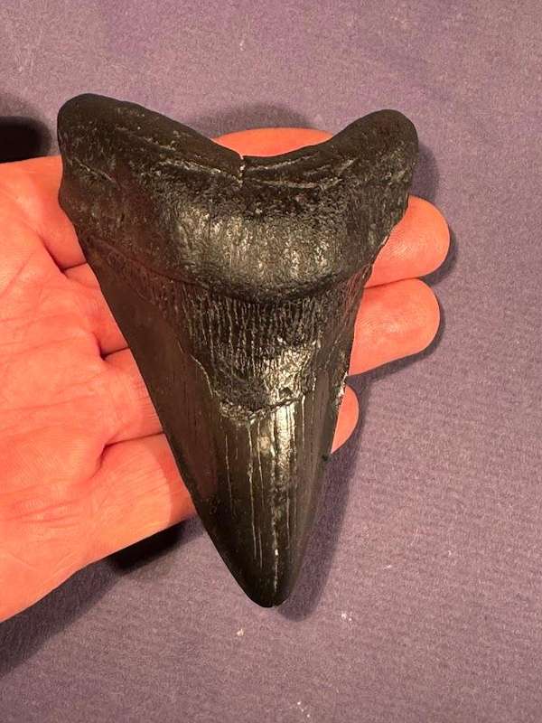 Fossil shark tooth Carcharodon Megalodon Great white Shark. 11 cm Authentic