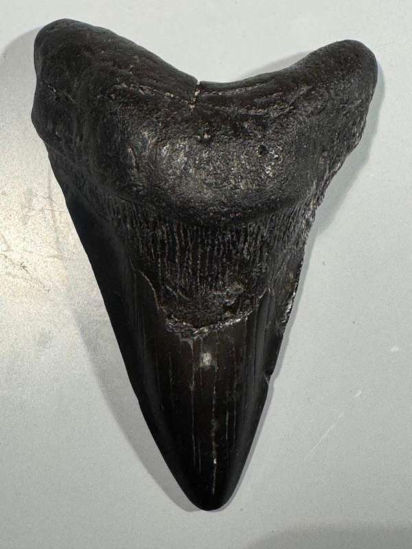 Fossil shark tooth Carcharodon Megalodon Great white Shark. 11 cm Authentic