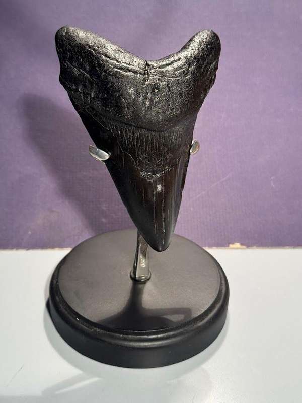 Fossil shark tooth Carcharodon Megalodon Great white Shark. 11 cm Authentic
