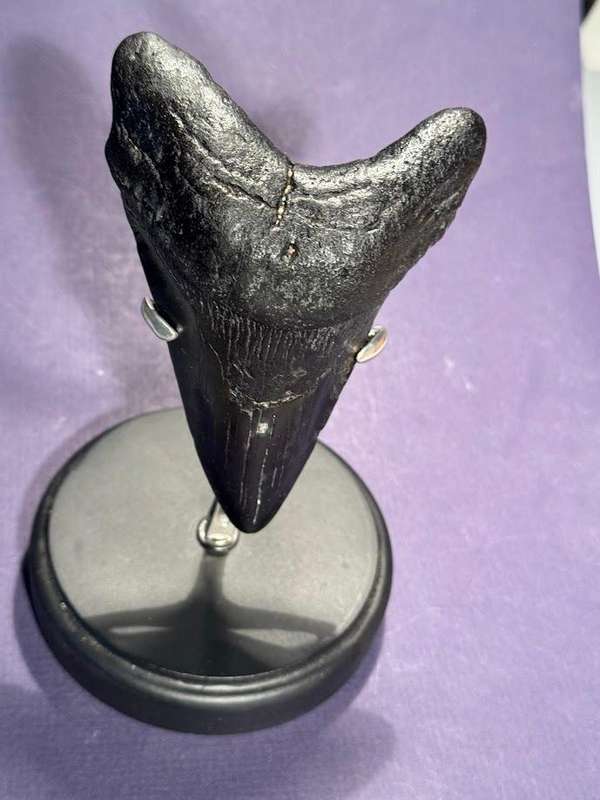 Fossil shark tooth Carcharodon Megalodon Great white Shark. 11 cm Authentic