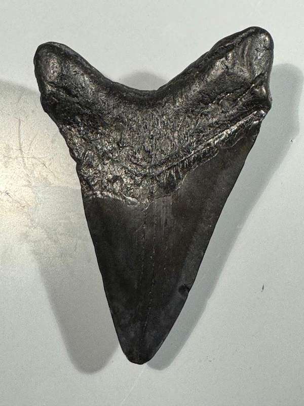 Fossil shark tooth Carcharodon Megalodon Great white Shark. 11 cm Authentic