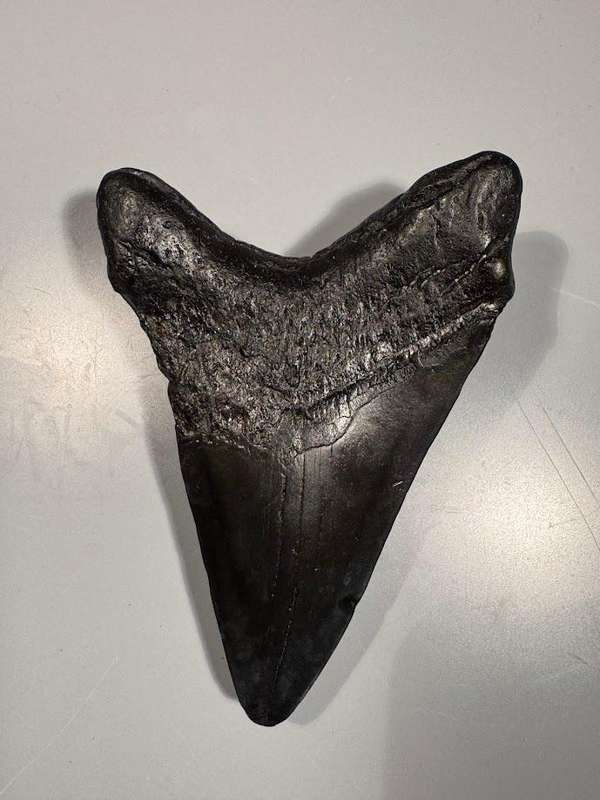 Fossil shark tooth Carcharodon Megalodon Great white Shark. 11 cm Authentic