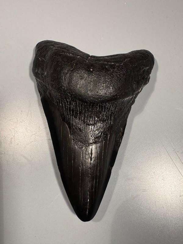 Fossil shark tooth Carcharodon Megalodon Great white Shark. 11 cm Authentic