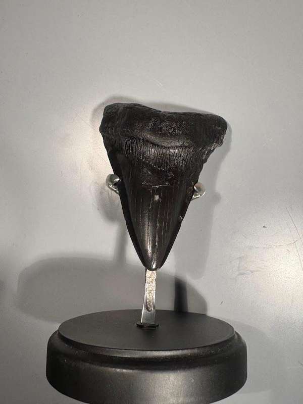 Fossil shark tooth Carcharodon Megalodon Great white Shark. 11 cm Authentic