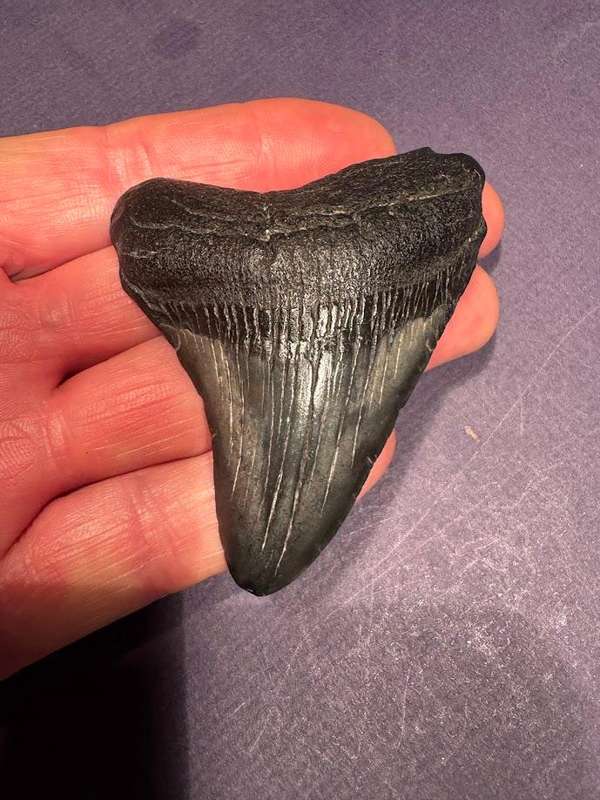 Fossil shark tooth Carcharodon Megalodon Great white Shark. 7 cm Authentic